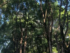 -重庆市江北嘴中央商务区中央公园