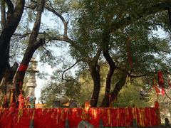 -大槐树寻根祭祖园