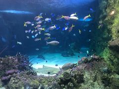 -悉尼海洋生物水族馆