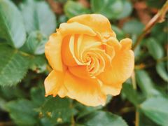 -北京植物园-展览温室