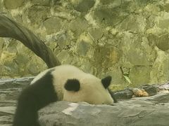 -都江堰中华大熊猫苑