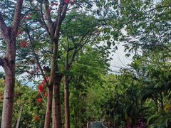 -中国科学院西双版纳热带植物园