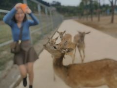 -安徽大青山野生动物世界