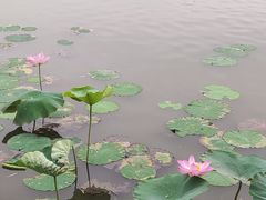 -莲花池公园
