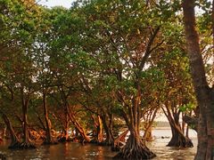 -宝安西湾红树林湿地公园