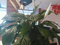 -嘉和一品粥(首经贸店)