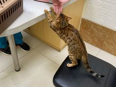 -美联众合动物医院·24h京西诊疗中心