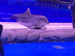 -华夏文旅海洋公园