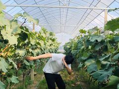 -马陆小张葡萄园农家乐