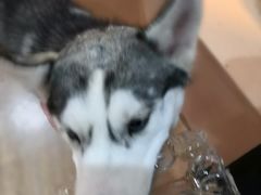 -Husky Go! 哈士奇体验馆·宠物咖啡厅狗咖