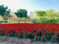 -中澳友谊花园