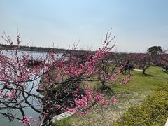 -上海海湾国家森林公园