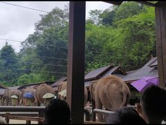 -野象谷景区