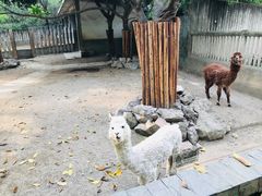 -成都动物园