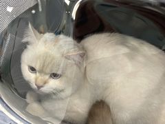 -纳吉亚猫专科动物诊疗中心(蒋宅口分院)