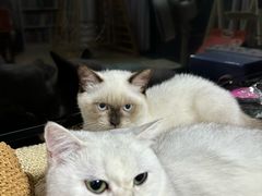 -屋虎猫馆(宝安大仟里店)