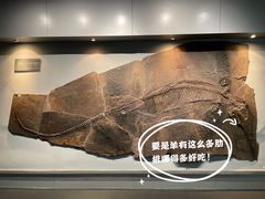 -中国地质博物馆