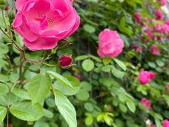 -芳华路(地铁站)