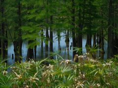 -白鹭湾湿地公园