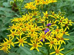 -洮儿河国家湿地公园