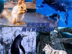 -海合安青岛极地海洋公园