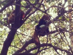 小浣熊-成都大熊猫繁育研究基地
