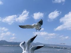 -海埂大坝