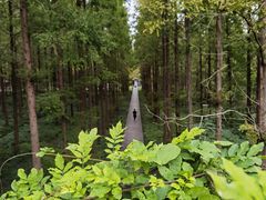 -黄海国家森林公园