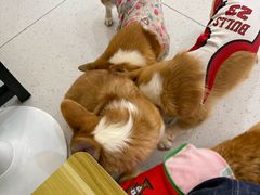 -南京宠物基地·宠物狗宠物猫售卖(南京店)