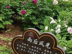 -洛阳市牡丹公园