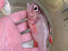 -小猫钓鱼海钓俱乐部(椰梦长廊店)