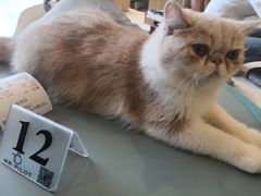 -飞行喵MR PILOT|猫舍·猫咖(静安大融城店)