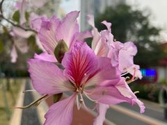-洲头咀公园