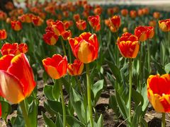 -长春公园(普阳街道)