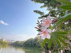 -曼听御花园