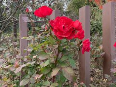 -昆山城市生态森林公园