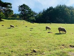 -神户市立六甲山牧场