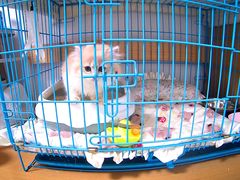 -翊宠yipet猫狗购宠庄园犬舍•猫舍