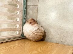 -宠颐生宠物医院·异宠猫科内科·诊疗中心宠巢店