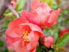 -海棠花溪(元大都城垣遗址公园)