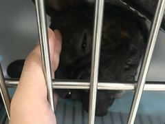-申普宠物医院·心脏介入·心血管微创(总院)
