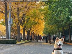 -三里屯东五街银杏大道