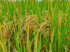 -中国天府农业博览园