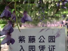 -嘉定紫藤园