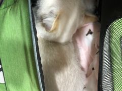 -纳吉亚猫专科动物医院(康都外科中心)