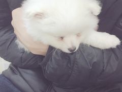 -汪星球宠物生活馆