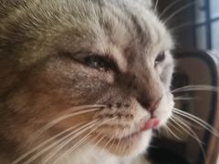 -more than meow吴止猫主题餐厅(承德 中船汇店)