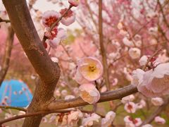-花开海上生态园