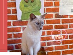 -猫小院猫主题餐厅(南锣旗舰店)