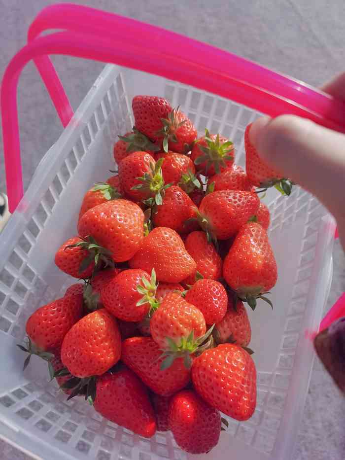 西禾草莓采摘园-"真的是很棒的体验!虽然开了四五十分钟的车.